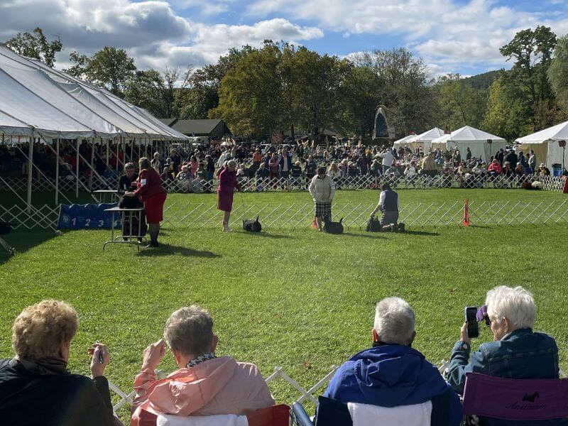 Front row view at a dog show.