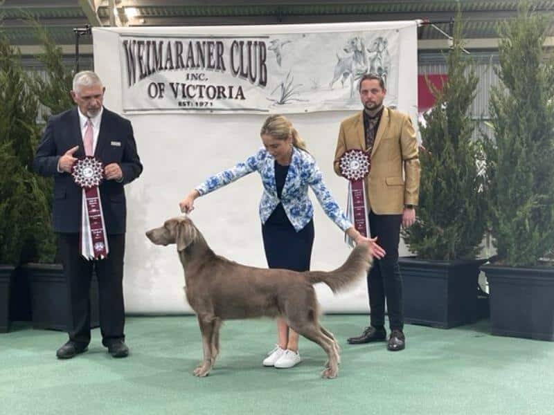 The Challenge Winner in Longhairs came from the Australian Bred Class, Aust. Grand Ch. Waldwiese Same But Different.