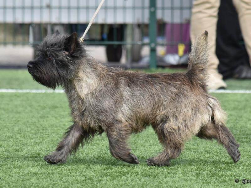 Cairn Terrier walking on grass.