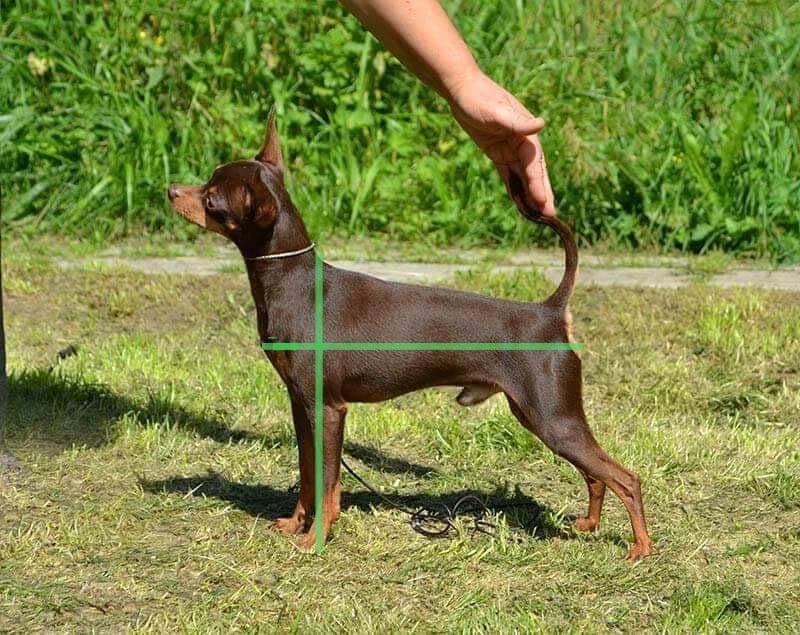Russian Toy dog standing on grass