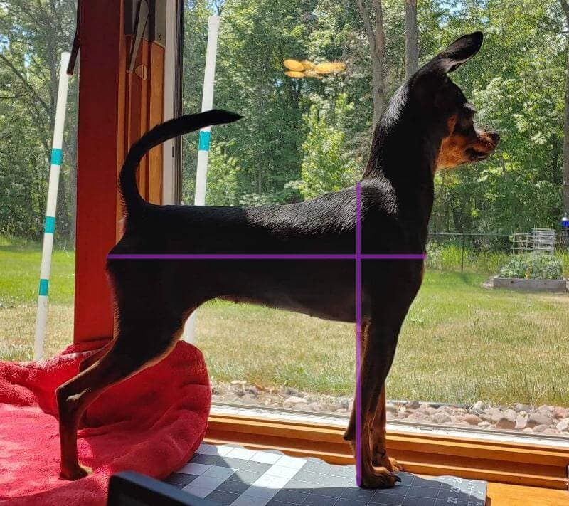 Russian Toy dog looking out a window.