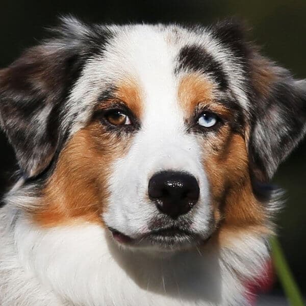 Australian Shepherd head photo.