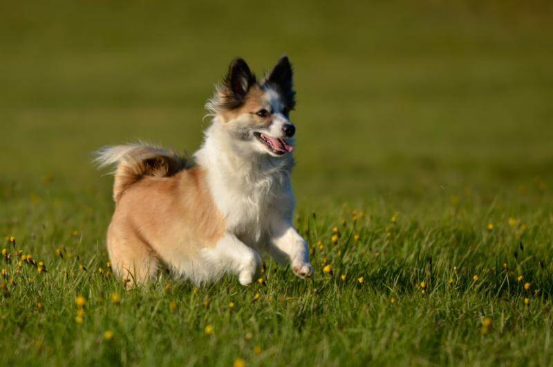 The Icelandic Sheepdog running threw the grass.