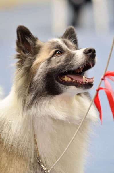 Icelandic Sheepdog