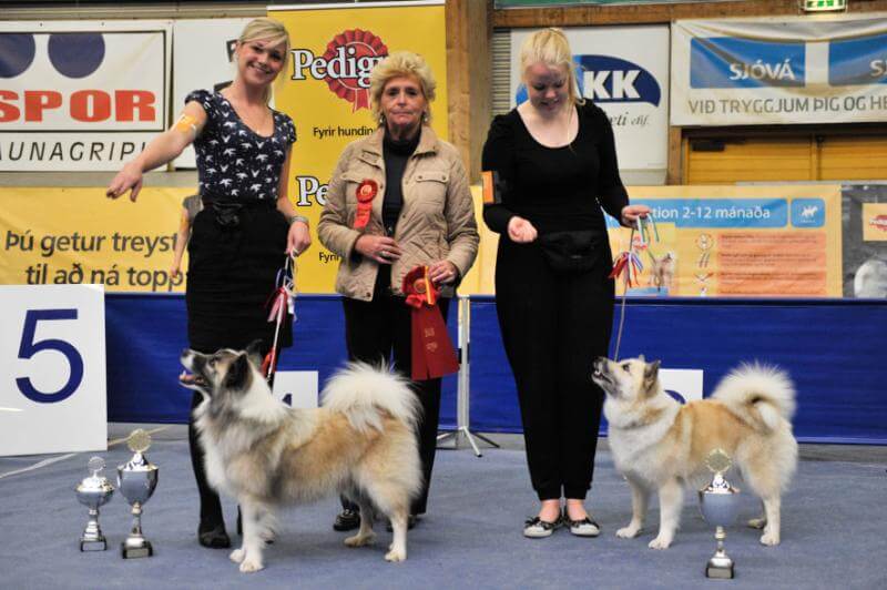 Three women are posing with two dogs at the dog show.