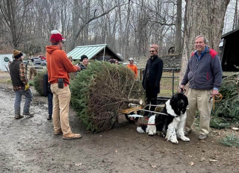 Newfoundland named jake hauling christmas trees in his wagon from the field to their cars.