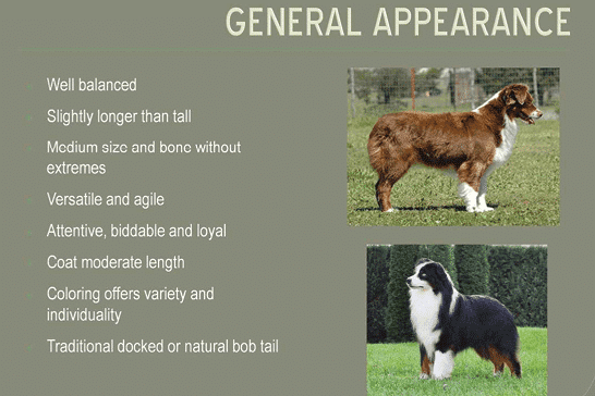 Miniature American Shepherd judging