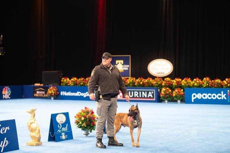 Belgian Malinois K-9 Cop ‘Rom’ at the National Dog Show in Philadelphia.