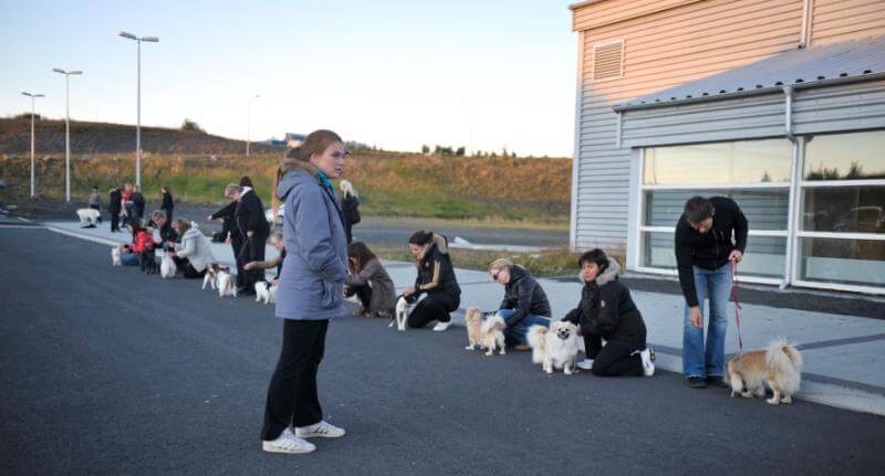 Dogs in the dog show competition.