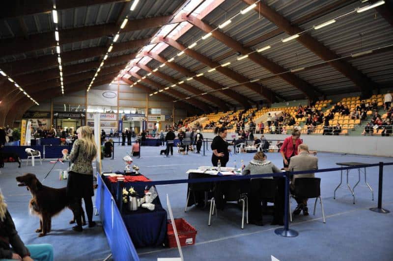 Dog show