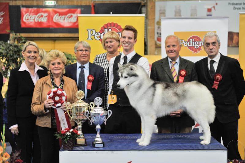 A dog at the dog show.