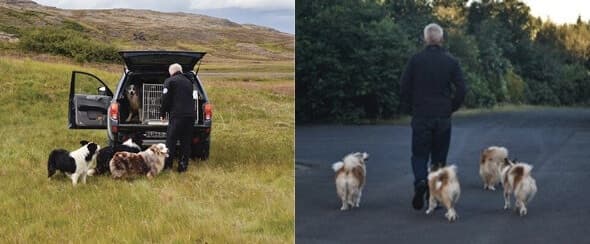 Dogs in nature.
