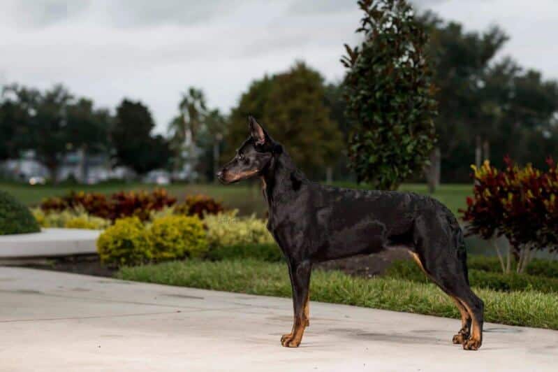 Purebred Beauceron