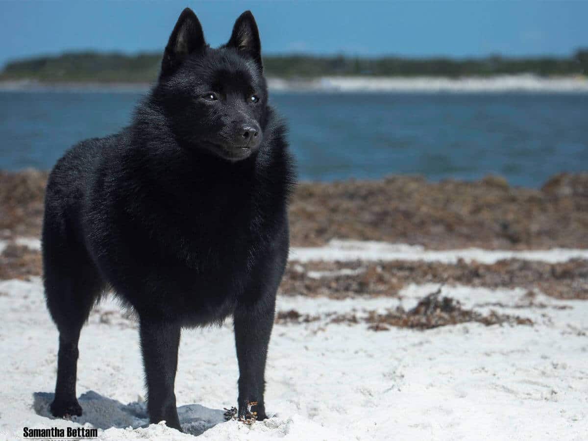 Schipperke standing outside on the beach.