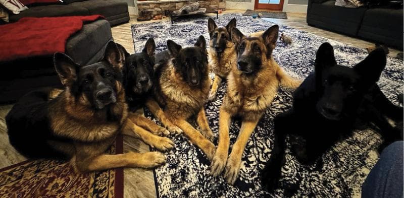 Several dogs sitting on the carpet.