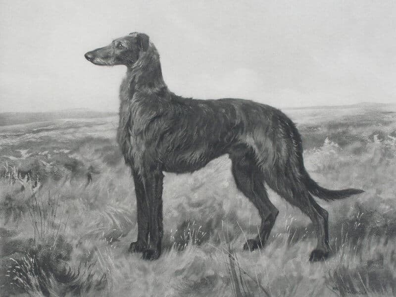 Arthur Wardle’s 1908 drawing of Ch. Ayrshire