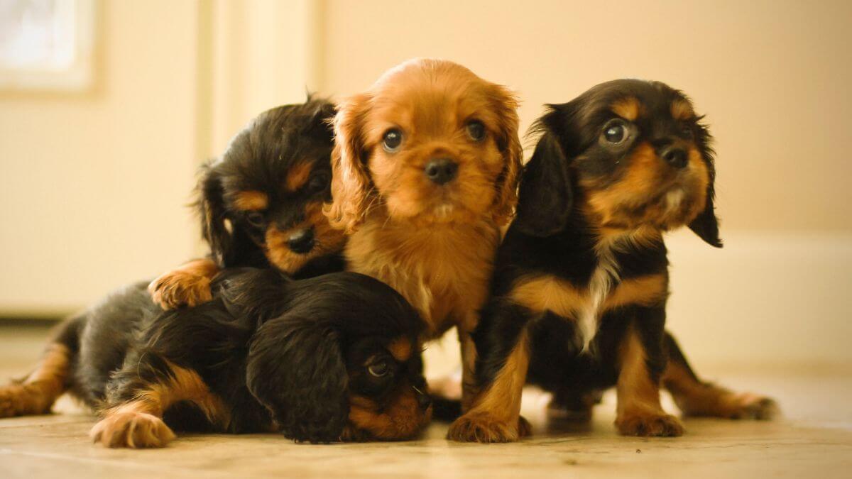 Cavalier King Charles Spaniel puppies