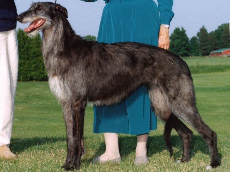 Scottish Deerhound Esprit, 1994