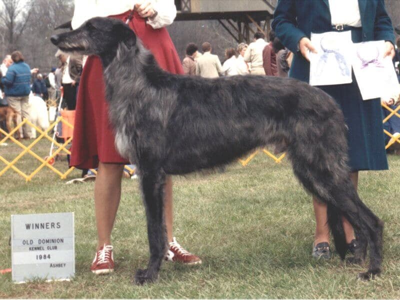 Scottish Deerhound Fenris, 1984