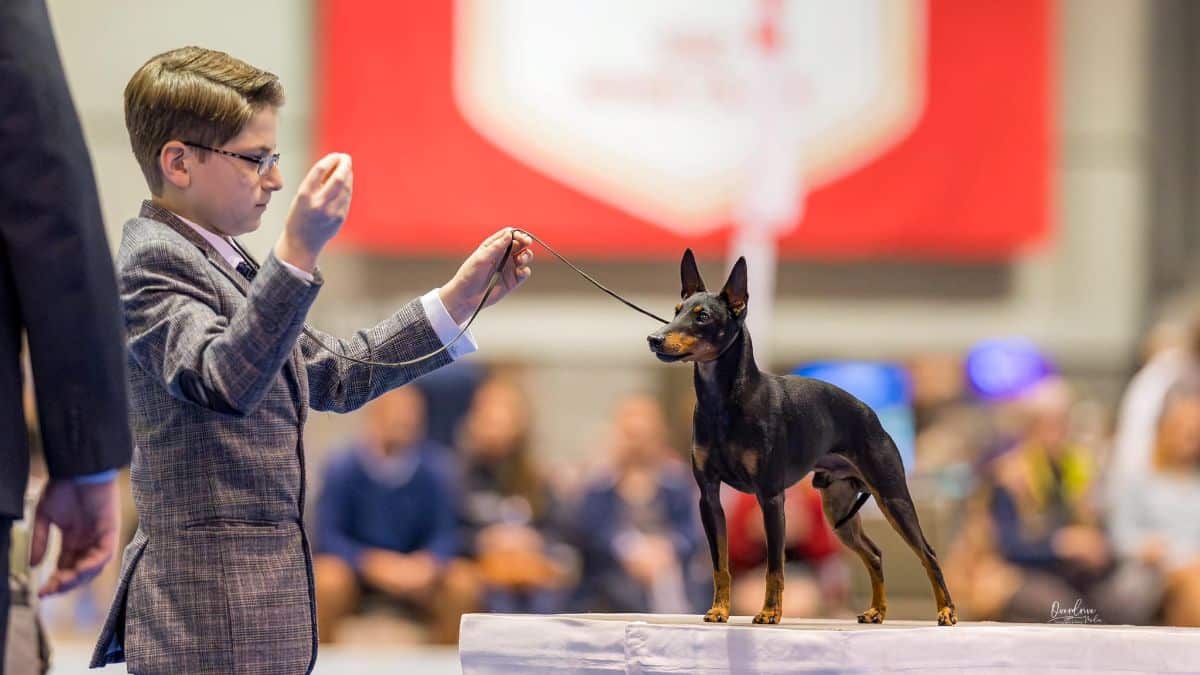 Junior showing his Toy dog at a Junior Showmanship competition.