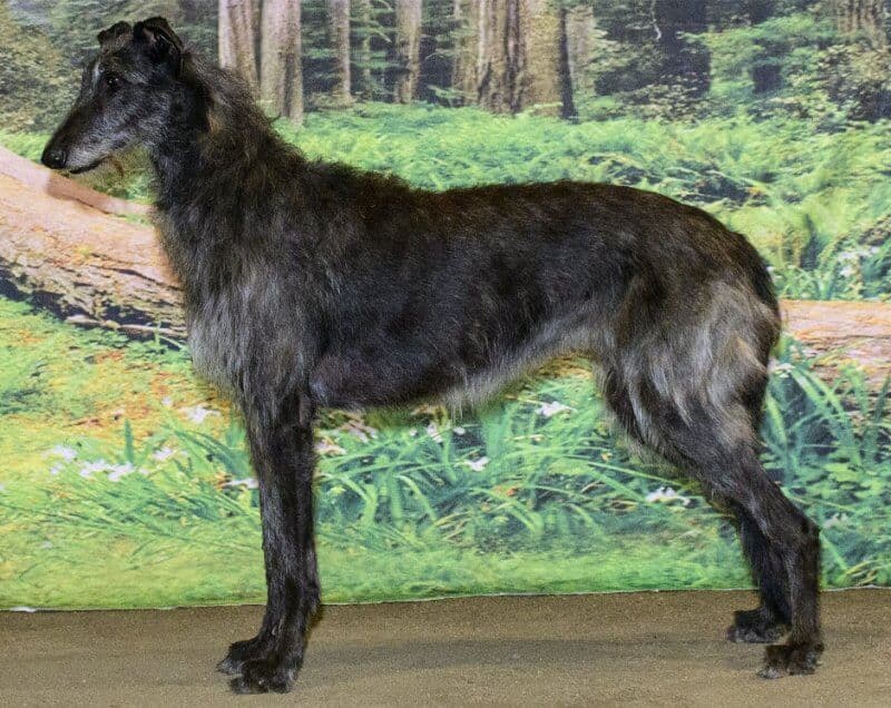 Scottish Deerhound Opal. Best in Show SDCA Specialty 2021