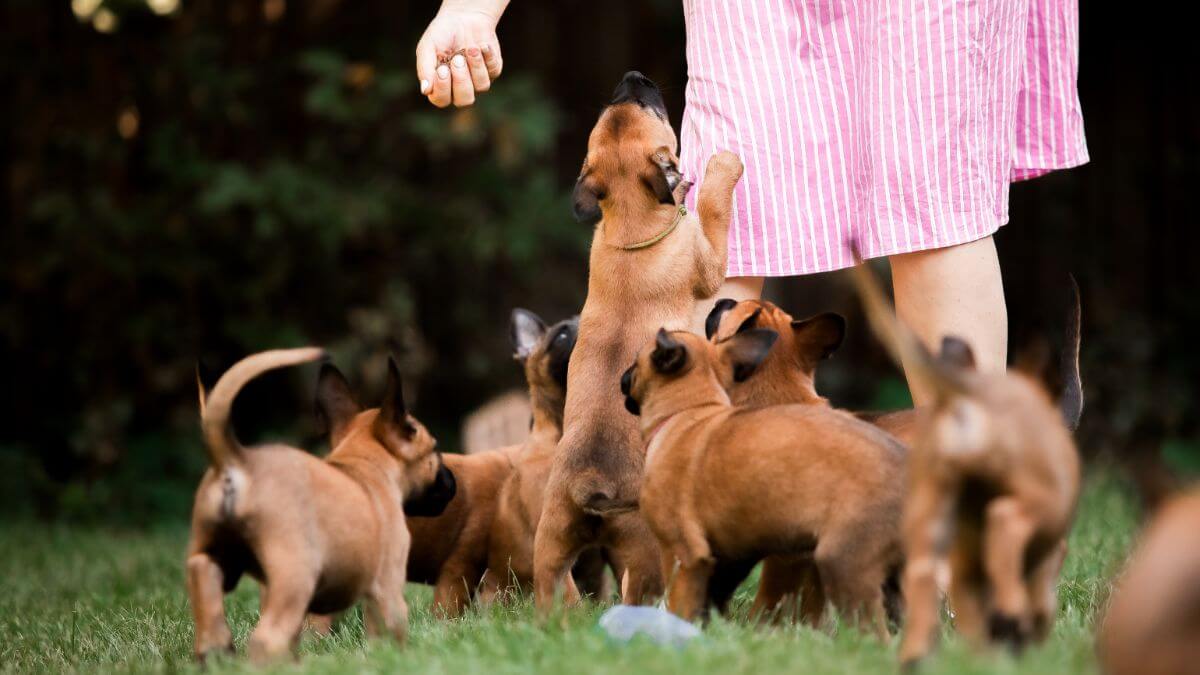 Belgian Malinois puppies.