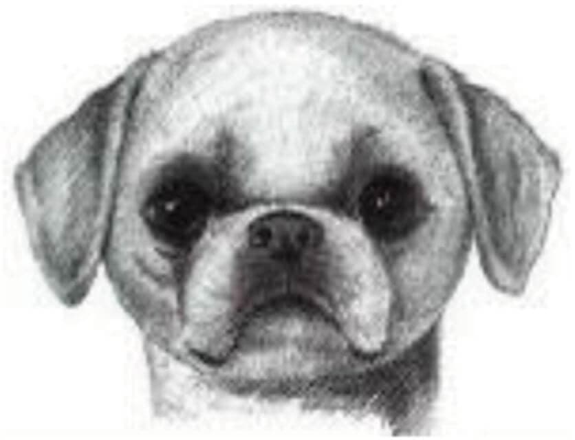 Illustration of Shih Tzu's head.