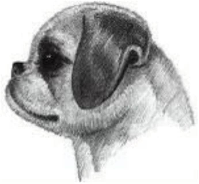 Illustration of Shih Tzu's head.