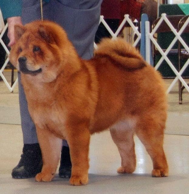 The Chow Chow | Rough Coat or Smooth Coat? Coat Color