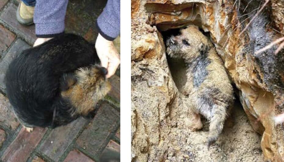 Left: The ability to literally bend itself in half (laterally supple in the AKC Standard) enables the Border Terrier to extricate itself from unyielding and confining dens. This characteristic in and of itself is often a lifesaver. (J Todd photo)Right: The Border Terrier, by virtue of its being “rather narrow in shoulder, body and quarter,” is ideally suited for work in dens located in rock and other very tight, unyielding, and undiggable locations. Its temperament and style of hunting help to keep it safe in that environment. (photo by Gert Baartmans, www.terrierwerk.nl)
