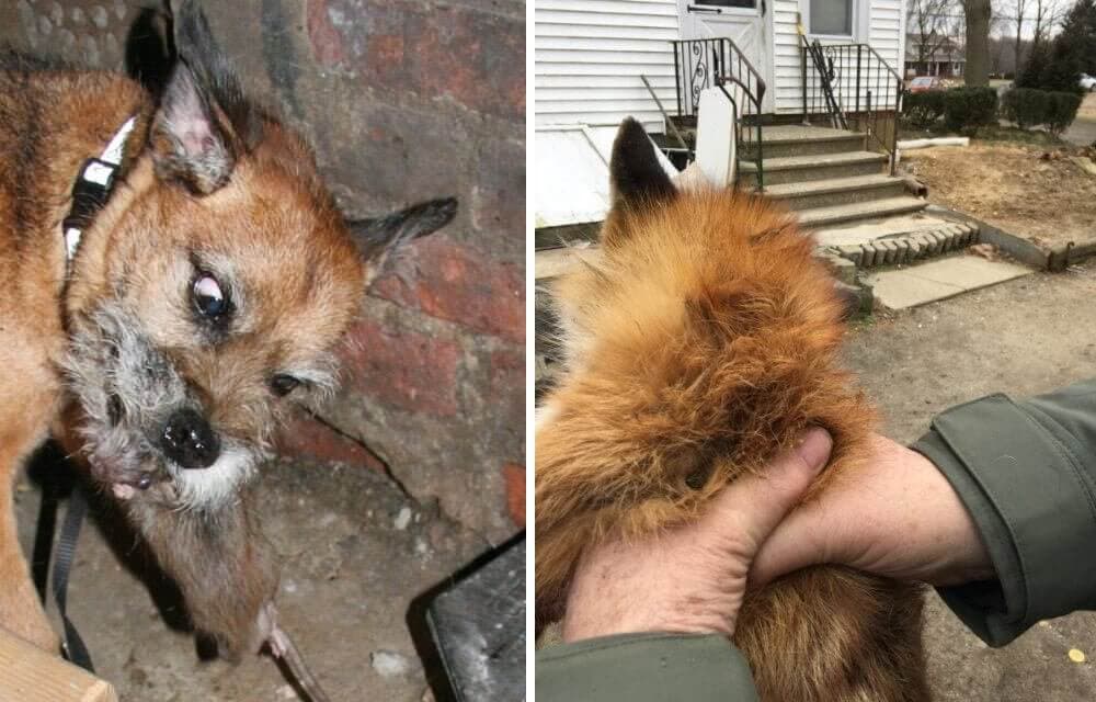 Left: Despite their prowess in the cement canyons of New York, ratting is not the BT’s primary vocation. Terrierists limit the definition of a true working terrier to one that pursues its quarry into the earth, a task for which the Border Terrier is ideally suited both in conformation and temperament. (R Reynolds photo)Right: The Red Fox (Vulpes vulpes) actually has a rather narrow and very compressible girth around the chest (usually well under 14 inches) that enables it to inhabit dens only slightly larger than the animal itself. This fact is belied by the profuse coat which can produce a robust appearance. Spanning the Border Terrier is absolutely necessary to ensure its ability to pursue its quarry in the close confines of the earth. (R Reynolds photo)