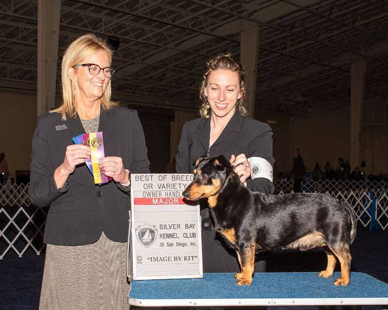 Lancashire Heeler at a dog show.
