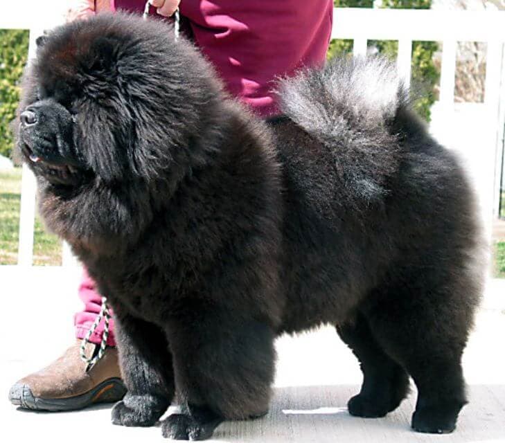 The Chow Chow | Rough Coat or Smooth Coat? Coat Color