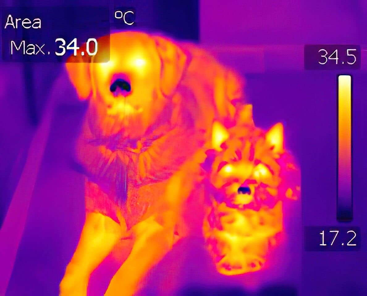 Figure 2. Thermal image of a Golden Retriever on the left and a Norwich Terrier on the right - clearly showing their dark noses, which are several degrees colder than other parts of their bodies.