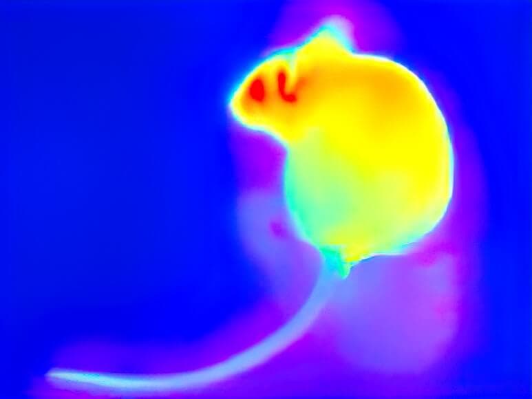 Figure 1. A viper’s pit organ helps the snake see the warmth of a nearby rodent.
