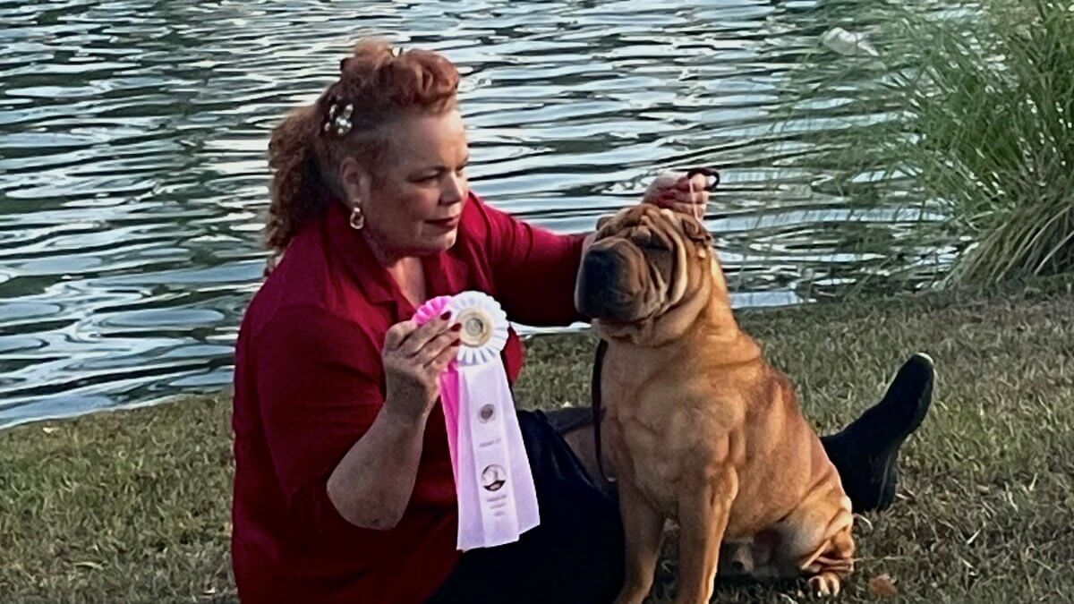 Lisa Myers | Asia Chinese Shar-Pei