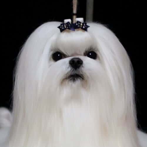 Close-up head photo of a Maltese dog.