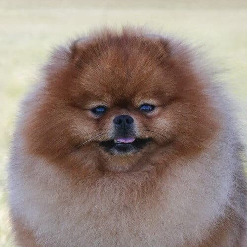 Close-up head photo of a Pomeranian dog.
