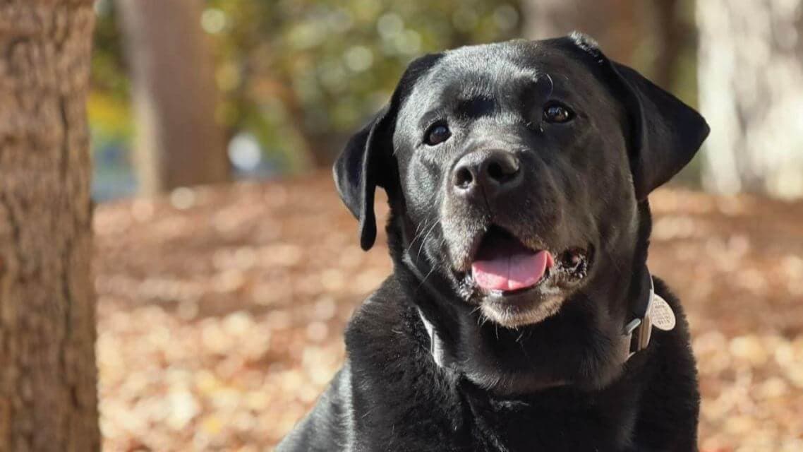 AKC Humane Fund ACE Award Winner – Uniformed Service Canine: Queue