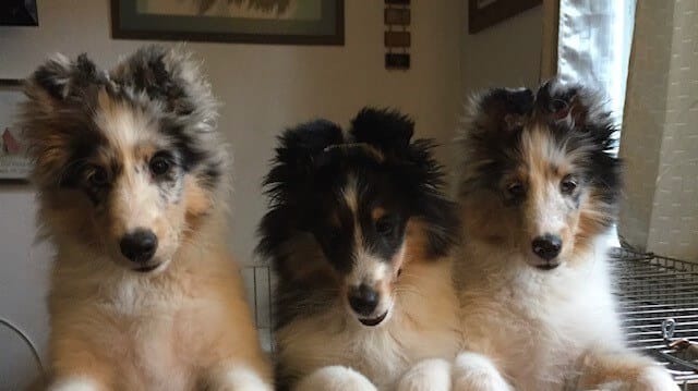 Shetland Sheepdog puppies