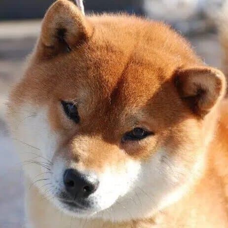Close-up head photo of a Shiba Inu.