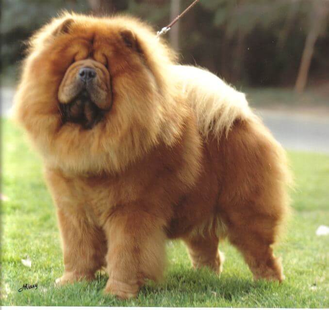 The Chow Chow | Rough Coat or Smooth Coat? Coat Color