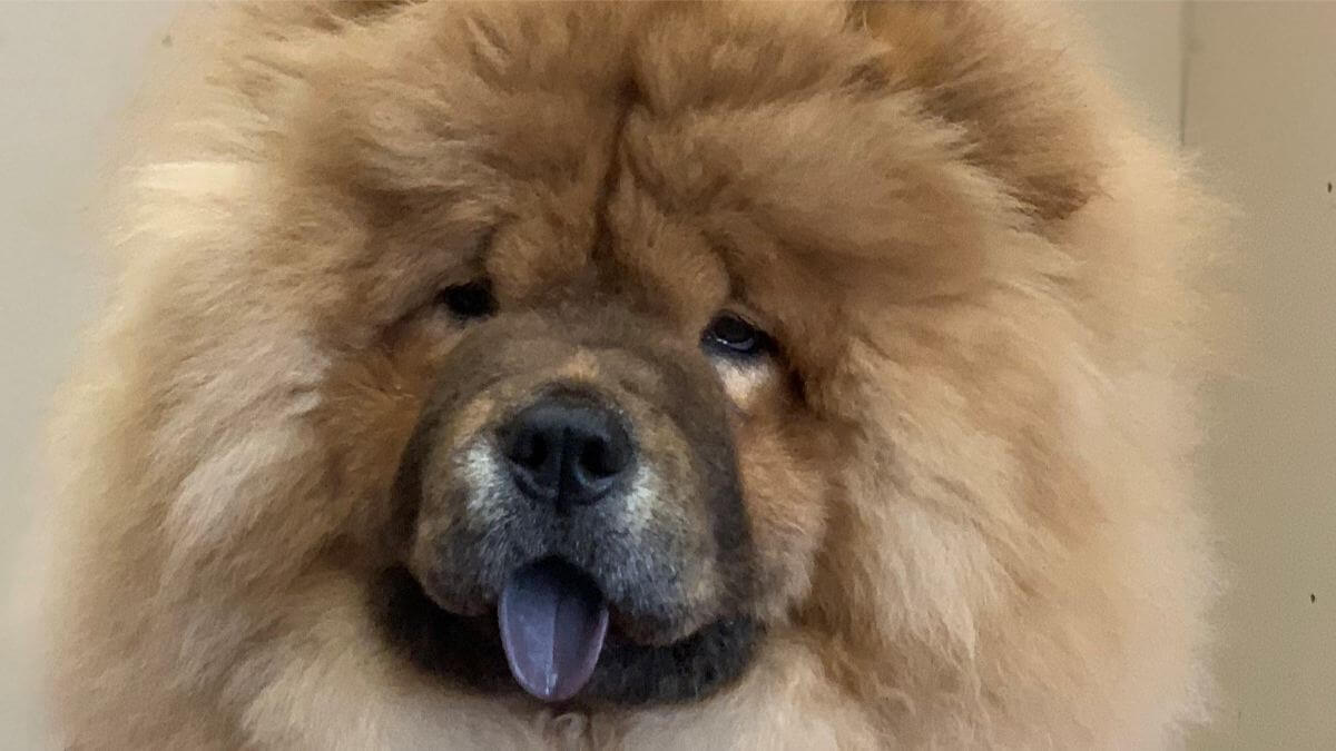 The Chow Chow