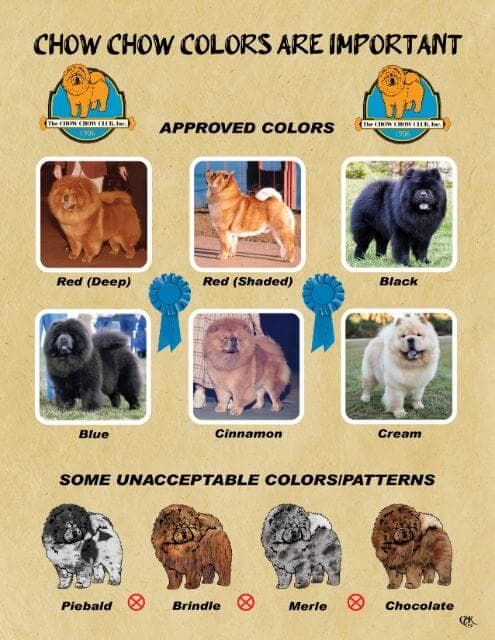 The Chow Chow | Rough Coat or Smooth Coat? Coat Color