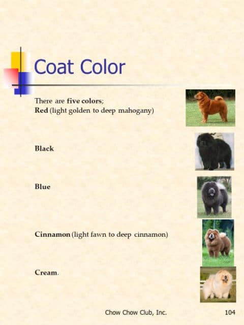The Chow Chow | Rough Coat or Smooth Coat? Coat Color