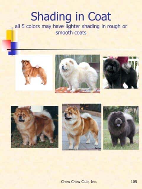 The Chow Chow | Rough Coat or Smooth Coat? Coat Color