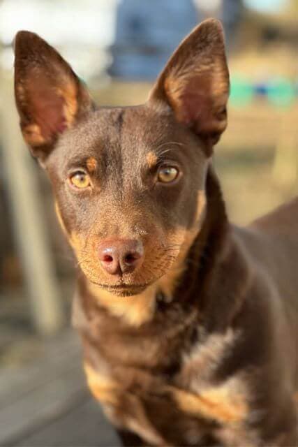Close-up photo of a Lancashire Heeler.