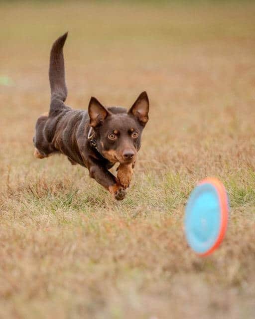 Lancashire Heeler running.