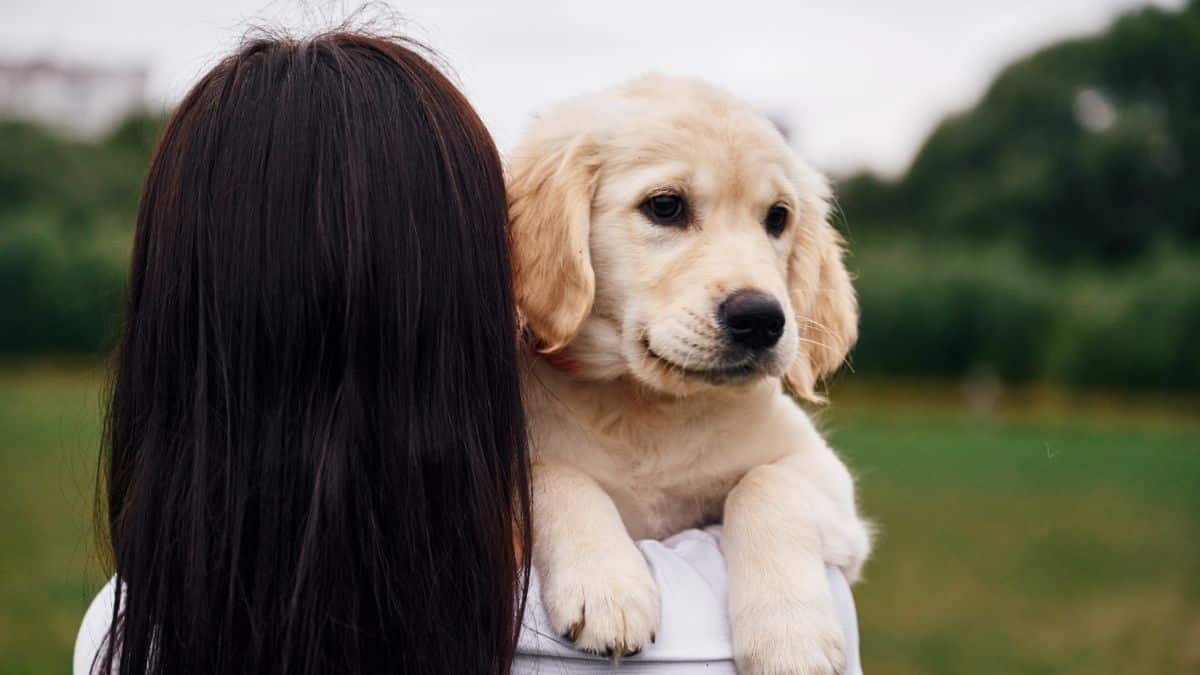 Rear view of woman that is with cute little Golden Retriever puppy.