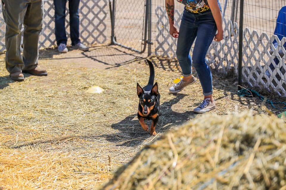 Lancashire Heeler.